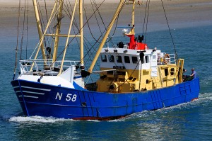 Dagelijks verse aanvoer van vis in de Nieuwpoortse vismijn
